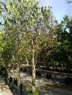 ต้นขนุนทองประเสริฐ