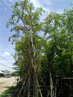 ต้นกัลปพฤกษ์