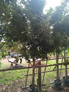ต้นเงินหนุน