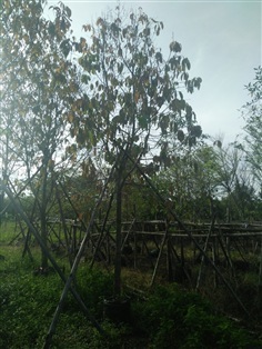 ต้นจันทร์กระพ้อ
