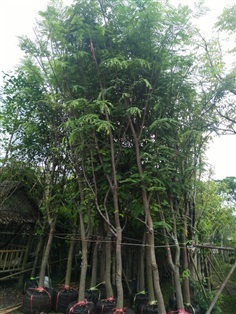 ต้นชัยพฤกษ์