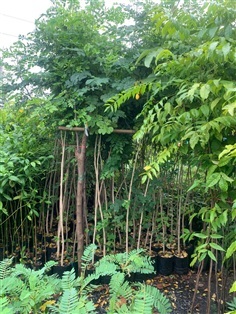 สะเดาช้าง