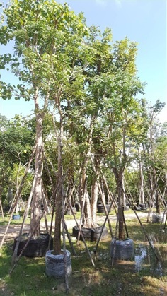 ต้นปีบขาว