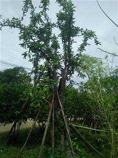 ต้นระฆังทอง