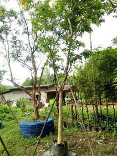ต้นอินทนิล