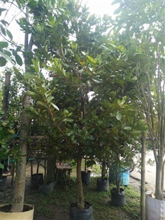 ต้นกระทิง