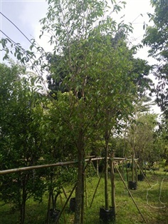 ต้นกฤษณา