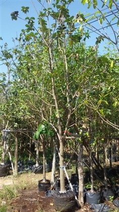ต้นคอร์เดีย