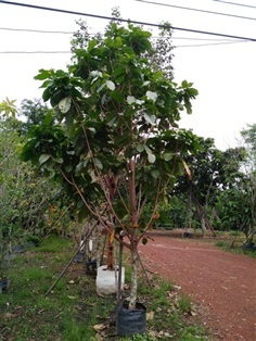 ต้นเกาลัด