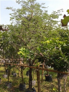 ต้นมะขาม