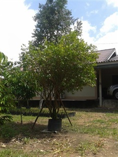 ต้นพุดสามสี