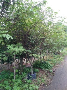 ต้นพู่นายพล