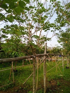 ต้นชงโค