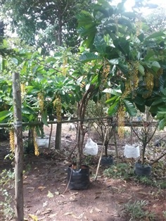 ต้นโซ่ทองคำ