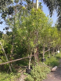 ต้นรำเพย