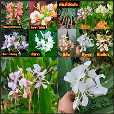 มี7สี ต้น ดอก หัว ว่าน มหาหงษ์ ว่าน สะเลเต สะเรเต