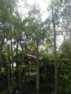 ต้นสาละ