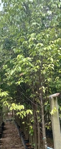 ต้นตะเคียนทอง