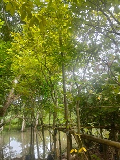 ต้นทองนพเก้า