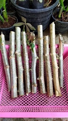 ท่อนพันธุ์ มันสำปะหลัง  มันห้านาที ตัดสด  20ท่อน  