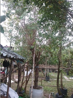 ต้นเสม็ด