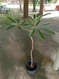 ต้นเหลืองปรีดียาธร Silver trumpet tree