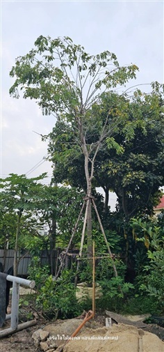 ขายต้นประดู่แดง ลำต้น6 นิ้ว สูง5-6 เมตร 