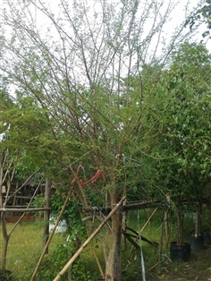 ต้นมะขามเทศ