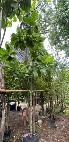ต้นหูกวาง