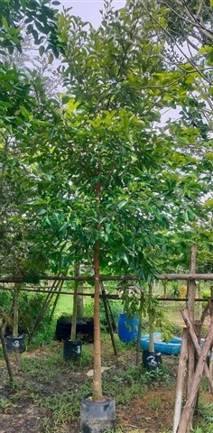 ต้นมั่งมี