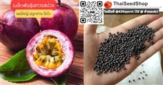 เมล็ดพันธุ์เสาวรสม่วง ผลใหญ่ (เมล็ดพันธุ์คุณภาพดี)