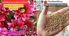 เมล็ดพันธุ์ดอกเบญจมาศคละสี  (เมล็ดพันธุ์คุณภาพดี)