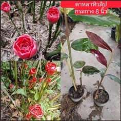 ต้น ดาหลาทิวลิป ดาหลาถ้วย Tulip Ginger หรือ Siam T