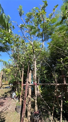 เงาะโรงเรียน