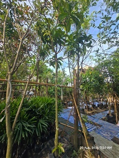 บัวสวรรค์2"