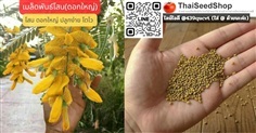 เมล็ดพันธุ์โสน ดอกใหญ่ (เมล็ดพันธุ์คุณภาพดี)