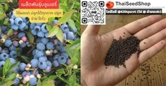 เมล็ดพันธุ์บลูเบอร์รี่ ผลดก ปลูกได้ทุกภาค