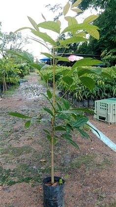 มะฮอกกานี