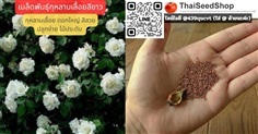 เมล็ดพันธุ์กุหลาบเลื้อยสีขาว – White Climbing rose