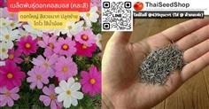 เมล็ดพันธุ์ดอกคอสมอส (คละสี) (เมล็ดพันธุ์คุณภาพดี)