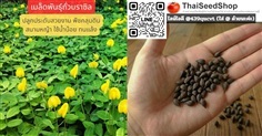 เมล็ดพันธุ์ถั่วบราซิล พืชคลุมดิน ทนแล้ง ประดับสวน