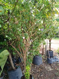 ต้นพุดสามสี