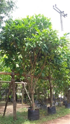 ต้นพุดภูเก็ต
