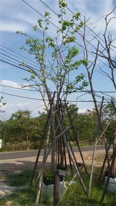 ต้นโมกหลวง