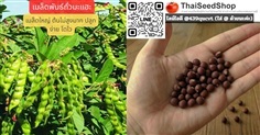 เมล็ดพันธ์ถั่วมะแฮะ  (เมล็ดพันธุ์คุณภาพดี)