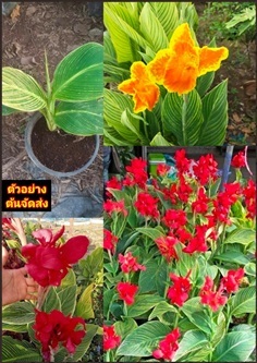 ต้นพุทธรักษา ใบด่าง ดอกสีแดง ดอกสีส้ม Variegated C