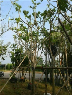 ต้นสาเก