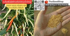 เมล็ดพันธุ์พริกเครืออีสาน เม็ดใหญ่ เผ็ดสุดๆ