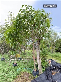 ต้นจำปี 2 นิ้ว