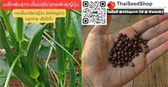 เมล็ดพันธุ์กระเจี๊ยบเขียวสายพันธุ์ญี่ปุ่น ฝักใหญ่